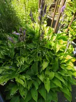 IMG_20260712_111959.webp