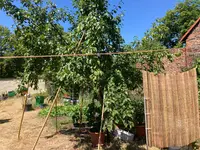 Tomaten-Sonnenschutz.webp