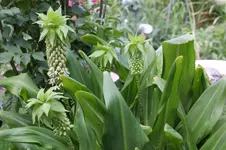 Ananasplanze 0226.webp
