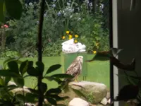 Bussard 1.webp