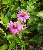 IMG_20260715_103052.webp