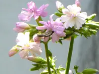 Saponaria officinalis - Rosea Plena.webp