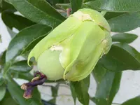 Passiflora.webp