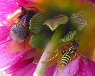 Erdhummel+Feldwespe.webp