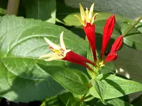 Spigelia.webp