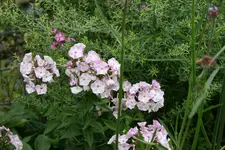 Phlox        0923.webp