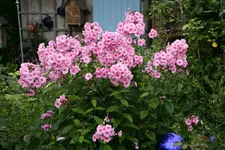 Phlox     1621.webp