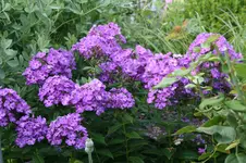 Phlox  2119.webp