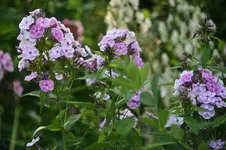 Phlox2816.webp