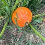 IMG_9570.webp IMG_9570.webp