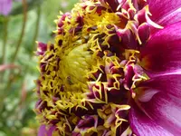 Dahlienblüte.webp