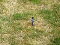 Motacilla alba.webp