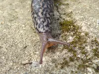 Limax maximus.webp