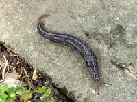 Tigerschnegel.webp