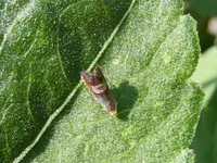 Grapholita compositell.webp