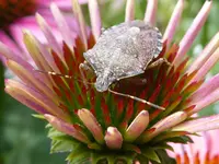Halyomorpha halys.webp