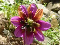 Dahliegria Tricolore hinten.webp