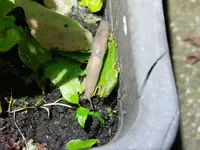 Eisbegonien mit Schnecke 20260720.webp Eisbegonien mit Schnecke 20260720.webp
