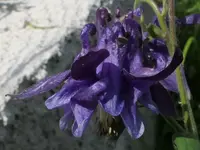 2026AkeleiBlau4.webp
