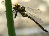 Zweigestreifte Quelljungfer.webp