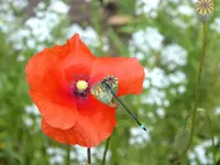 Ischnura elegans.webp