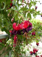 P1020201.webp