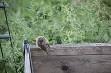 Vogelrettung 0926.webp