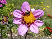 Fenna Baaij1.webp