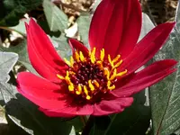 No Name von Netto.webp