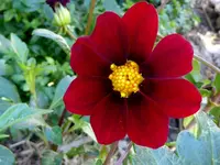 Mexican Star1.webp