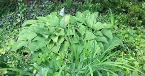Hosta 5.webp