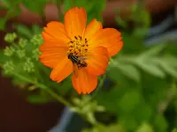 P1100927.webp