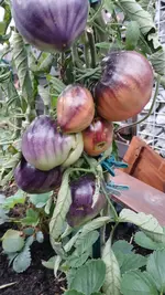 20260727_193144.webp