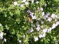 Chrysops caecutiens.webp