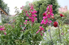 Ter    1526.webp