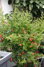 Ter    1826.webp
