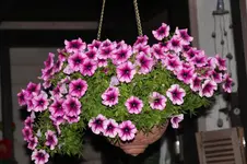 Ter   2926.webp