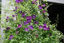 Kletterndes Löwenmäulchen0820.webp
