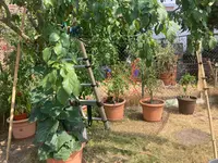 Tomaten-Sonnenschutz*03.webp