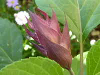 Ziersalbei Love & Wishes.webp