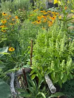 IMG_0075.webp