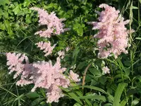 2026Astilbe2.webp