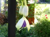 Fuchsie Blue Sarah.webp