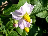 Cherie.webp