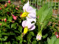 Kartoffel Cherie.webp