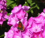 Lycaena phlaeas.webp