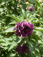 P1011351.webp