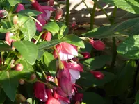 Fuchsie.webp