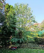 Lebkuchenbaum August 26.webp