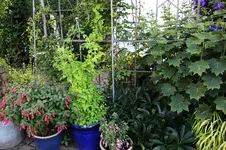 Kletterndes Löwenmäulchen    0326.webp